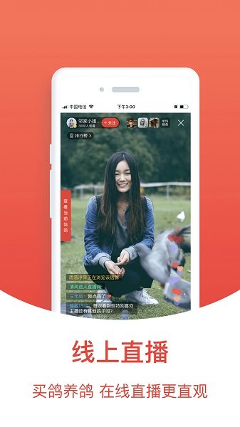 赛鸽头条 