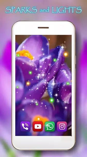 番红花之春